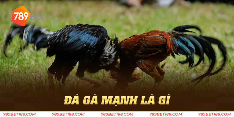 Đá gà mạnh - Tinh hoa trong làng đá gà hiện nay 2 Đá gà mạnh là gì