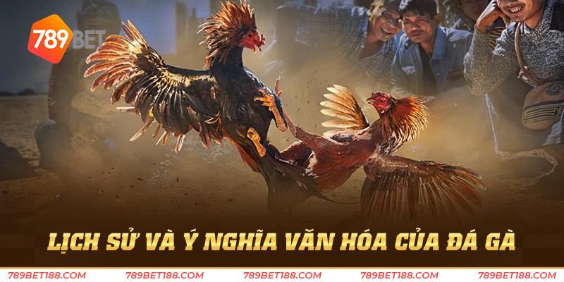 Xem đá gà - Khám phá thế giới đá gà hấp dẫn 2 Lịch sử và ý nghĩa văn hóa của đá gà