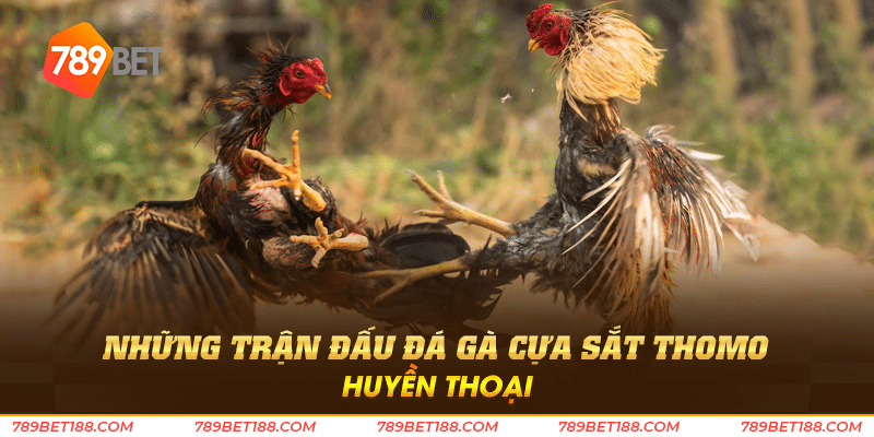 Đá gà cựa sắt thomo - Trải nghiệm đá gà đỉnh cao 3 Những trận đấu đá gà cựa sắt thomo huyền thoại