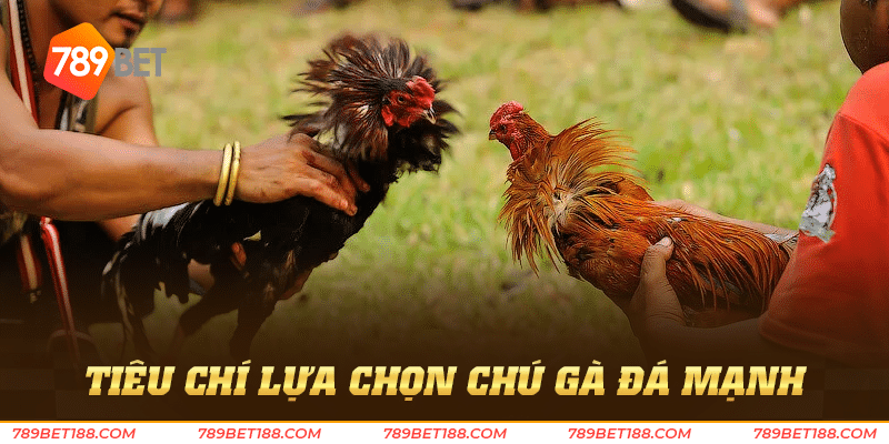 Đá gà mạnh - Tinh hoa trong làng đá gà hiện nay 3 Tiêu chí lựa chọn chú gà đá mạnh
