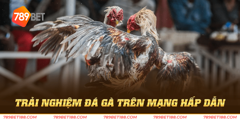Đá gà trên mạng - Thỏa niềm đam mê đá gà mọi lúc 3 Trải nghiệm đá gà trên mạng hấp dẫn