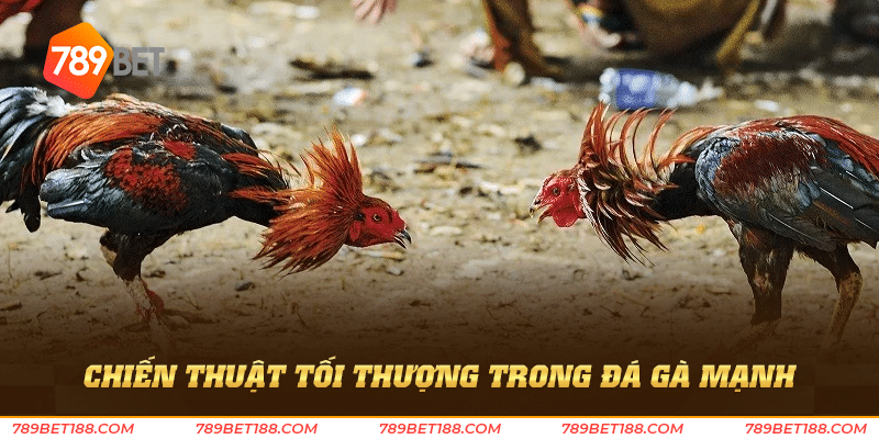 Đá gà mạnh - Tinh hoa trong làng đá gà hiện nay 4 Chiến thuật tối thượng trong đá gà mạnh