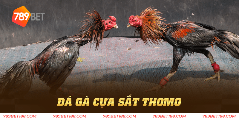 Đá gà cựa sắt thomo - Trải nghiệm đá gà đỉnh cao 4 đá gà cựa sắt thomo