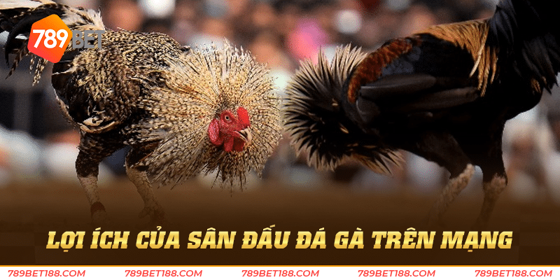 Đá gà trên mạng - Thỏa niềm đam mê đá gà mọi lúc 4 Lợi ích của sân đấu đá gà trên mạng
