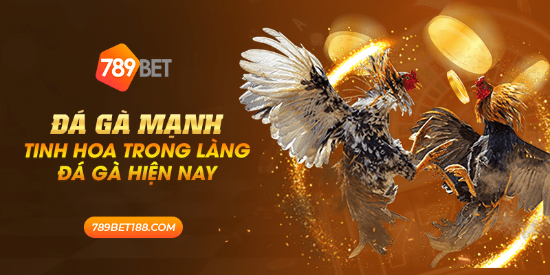 Đá gà mạnh - Tinh hoa trong làng đá gà hiện nay 1 42 da ga manh tinh hoa trong lang da ga hien nay