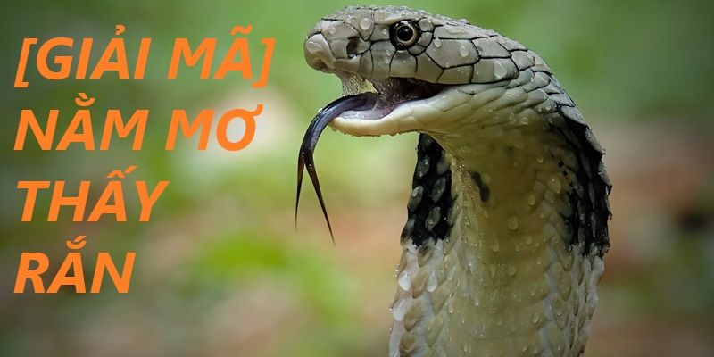 Nằm mơ thấy rắn: Dự đoán con số đề phù hợp để trúng lớn 2 Ý nghĩa giấc mơ thấy rắn một cách chi tiết