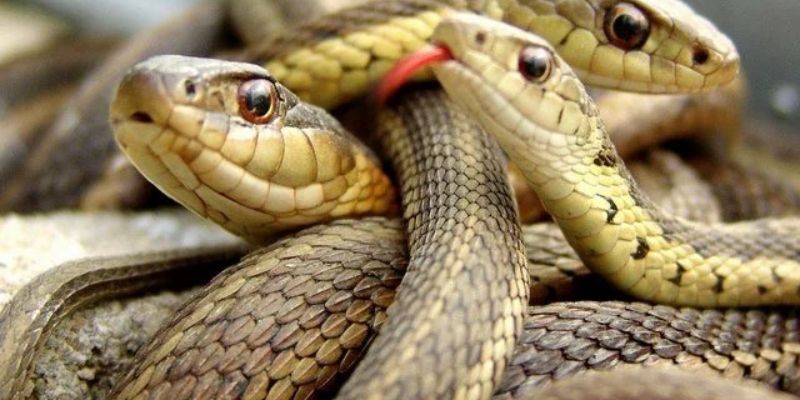 Nằm mơ thấy rắn: Dự đoán con số đề phù hợp để trúng lớn 3 Những con số đề may mắn khi nằm mơ thấy rắn