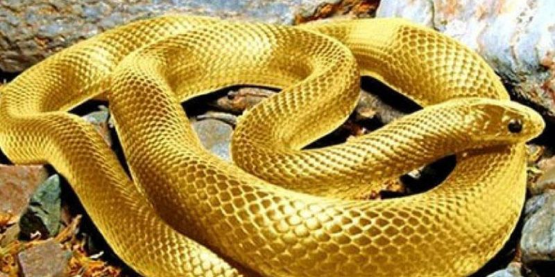 Nằm mơ thấy rắn: Dự đoán con số đề phù hợp để trúng lớn 4 Người chơi trúng số thấy rắn