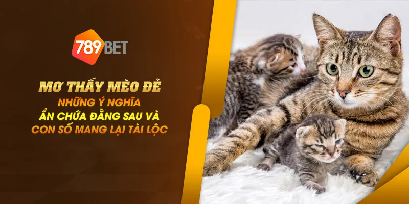 11zon 3 mo thay meo de nhung y nghia an chua dang sau va con so mang lai tai loc