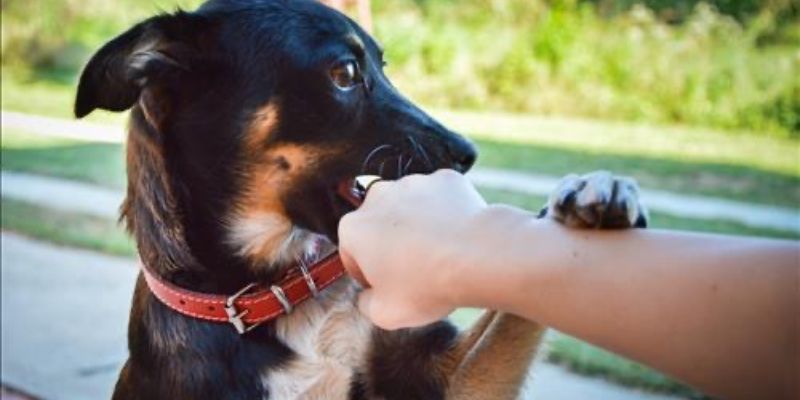 Giải mã giấc mơ: Nằm Mơ thấy chó cắn có thể báo hiệu điều gì? 2 Ý nghĩa giấc mơ thấy chó cắn theo quan niệm dân gian