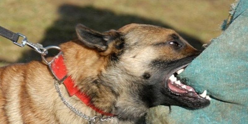 Giải mã giấc mơ: Nằm Mơ thấy chó cắn có thể báo hiệu điều gì? 3 Con số may mắn trong lô đề liên quan đến giấc mơ thấy chó cắn