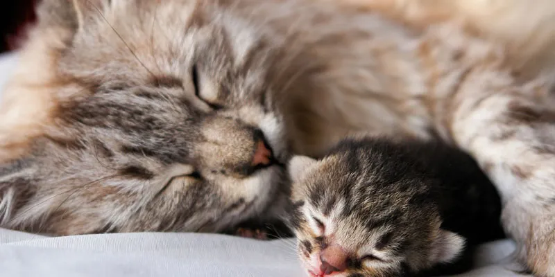 Bí mật ẩn chứa đằng sau những giấc mơ thấy mèo đẻ