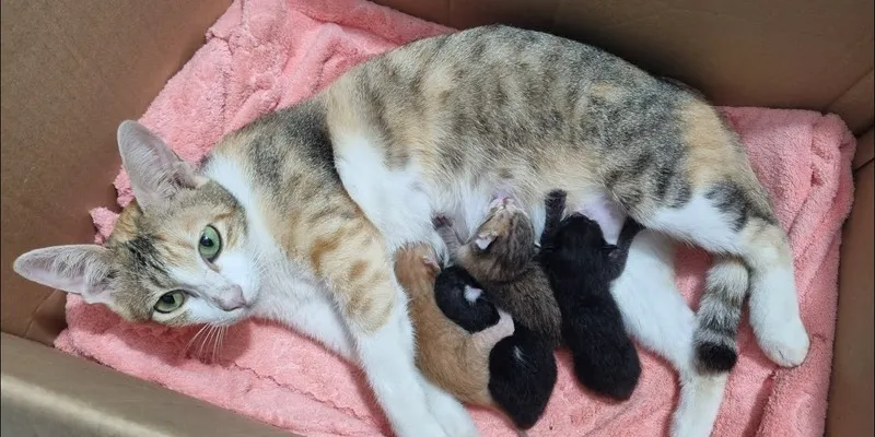 Con số may mắn liên quan đến giấc mơ thấy mèo đẻ