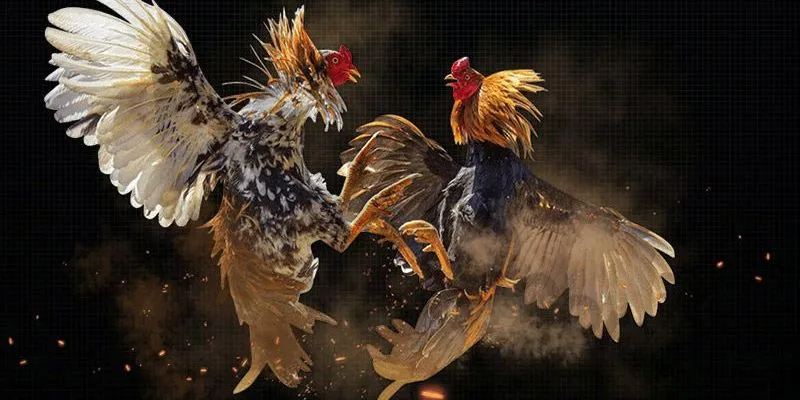 Chiến thuật chơi đá gà: Cách đánh bại mọi đối thủ 2 Khám phá các loại hình cá cược đá gà phổ biến