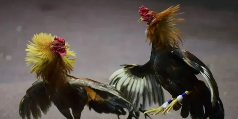 Chiến thuật chơi đá gà: Cách đánh bại mọi đối thủ 3 Tổng hợp các chiến thuật chơi đá gà được đúc kết từ cao thủ