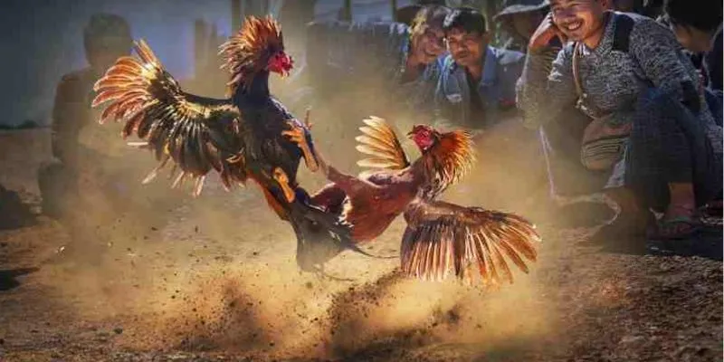 Chiến thuật chơi đá gà: Cách đánh bại mọi đối thủ 4 Tổng hợp những lưu ý khi cá cược đá gà online
