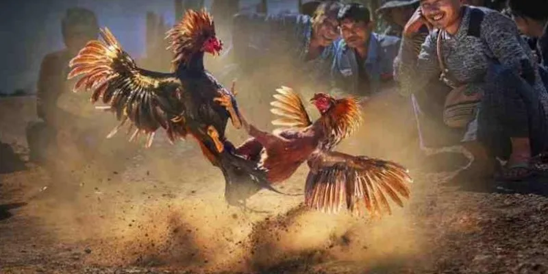 Đá gà casino – Môn thể thao cá cược mang lại lợi nhuận cao 2 Khám phá khái quát về đá gà casino