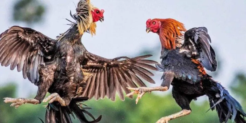 Đá gà casino – Môn thể thao cá cược mang lại lợi nhuận cao 3 Tìm hiểu các quy định cơ bản về đá gà cho newbie