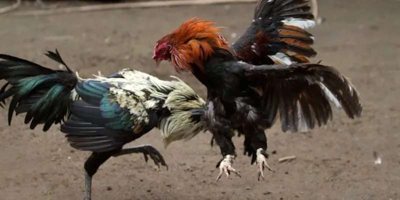 Đá gà casino – Môn thể thao cá cược mang lại lợi nhuận cao 4 Hướng dẫn cách lựa chọn gà chọi tốt nhất khi cá cược đá gà casino