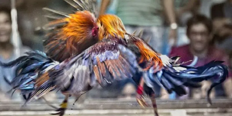 Đá gà cựa dao tại 789Bet: Nơi thăng hoa cho đam mê cá cược 2 Tổng hợp một vài thông tin về cá cược đá gà cựa dao