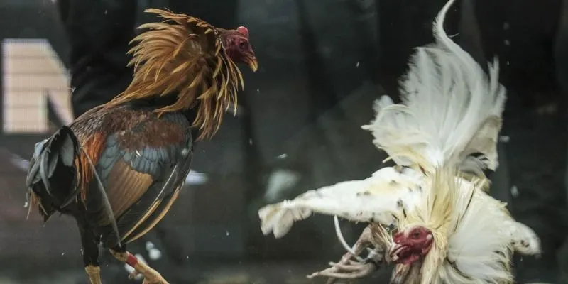 Đá gà cựa dao tại 789Bet: Nơi thăng hoa cho đam mê cá cược 3 Khám phá luật chơi cá cược đá gà cựa dao cơ bản