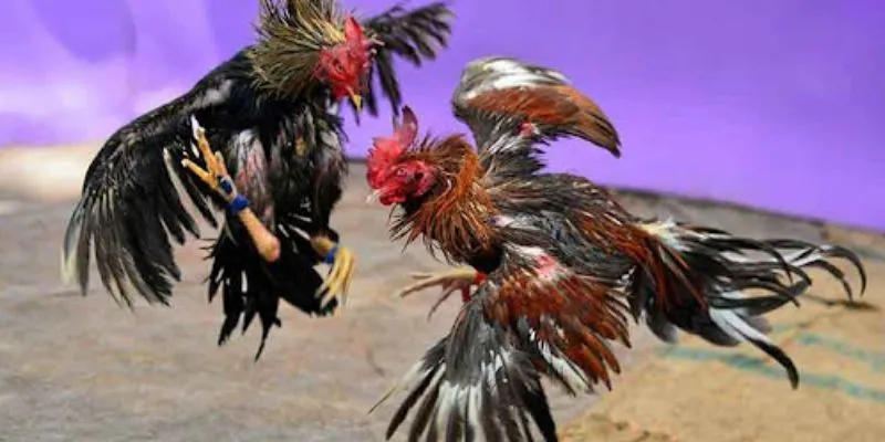 Đá gà Philippines: Trận chiến nảy lửa của những chiến kê tài ba 3 Tìm hiểu luật chơi cơ bản trong đá gà Philippines