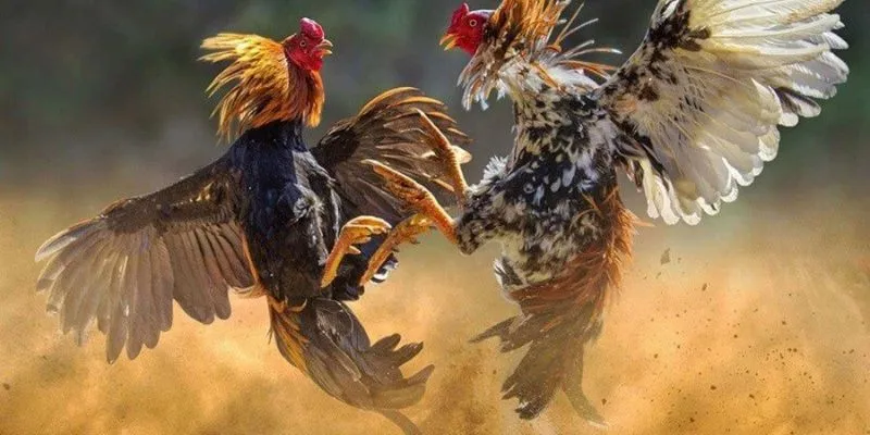 Đá gà Philippines: Trận chiến nảy lửa của những chiến kê tài ba 4 Tổng hợp kinh nghiệm cược thắng lớn khi chơi đá gà