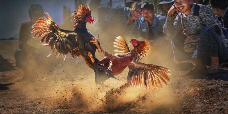 Đá gà tre: Bí quyết chọn gà chuẩn xác từ cao thủ 789Bet 3 Tổng hợp luật chơi và các kèo cược đá gà phổ biến