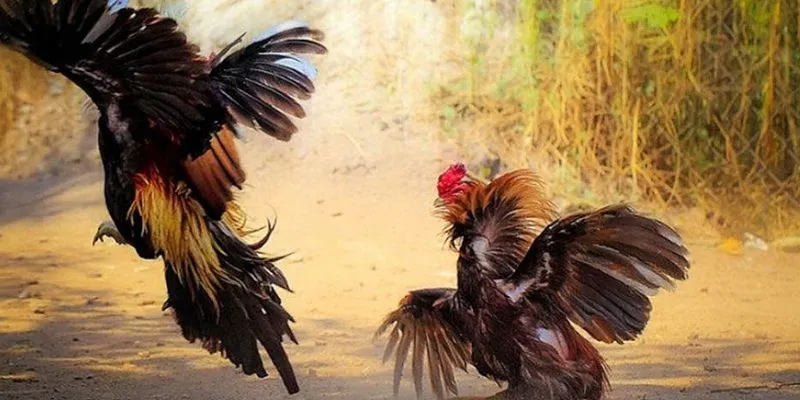 Đá gà tre: Bí quyết chọn gà chuẩn xác từ cao thủ 789Bet 4 Cách chọn gà chuẩn khi cá cược đá gà cho lính mới
