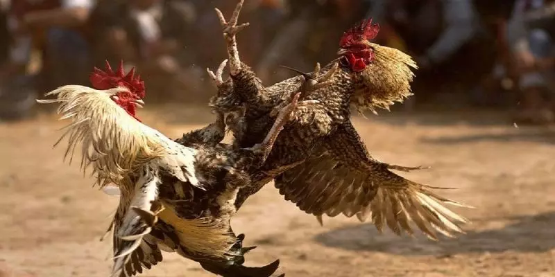 Tổng hợp mẹo chơi đá gà thắng lớn cược thủ không thể bỏ qua 2 Mẹo chơi đá gà thắng lớn là gì?