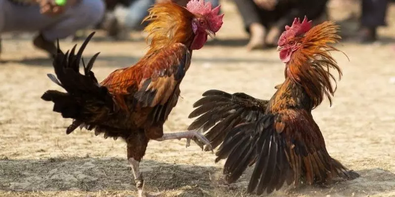 Tổng hợp mẹo chơi đá gà thắng lớn cược thủ không thể bỏ qua 3 Tìm hiểu chi tiết mẹo chơi đá gà thắng lớn dễ áp dụng