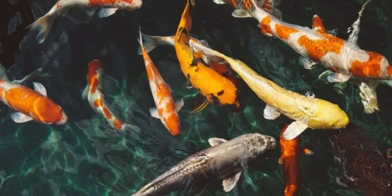 Nằm mơ thấy cá có ý nghĩa gì? Khám phá thông điệp từ giấc mơ 2 Tìm hiểu ý nghĩa khi nằm mơ thấy cá