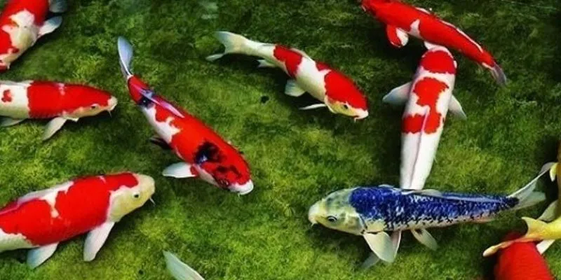 Nằm mơ thấy cá có ý nghĩa gì? Khám phá thông điệp từ giấc mơ 3 Ý nghĩa khi nằm mơ thấy cá màu trắng