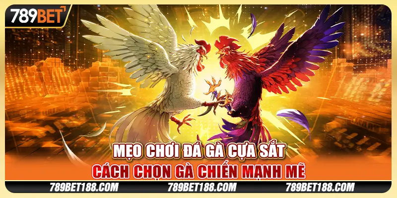 Mẹo chơi đá gà cựa sắt - Cách chọn gà chiến mạnh mẽ
