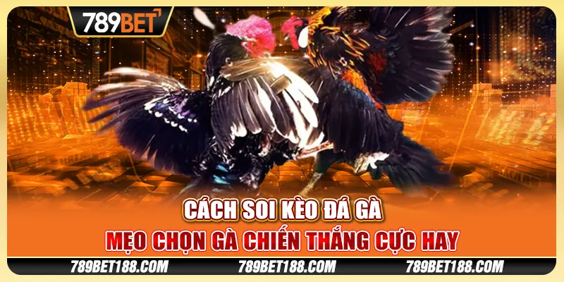 Cách soi kèo đá gà - Mẹo chọn gà chiến thắng cực hay