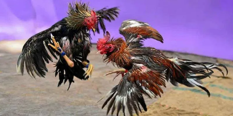 Mẹo soi kèo đá gà từ những người thắng lớn