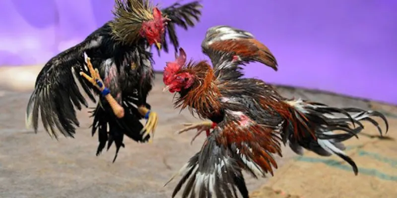 Đá gà cựa sắt live tại 789Bet – Cảm giác kịch tính từng phút 3 Tìm hiểu luật chơi đá gà cựa sắt live