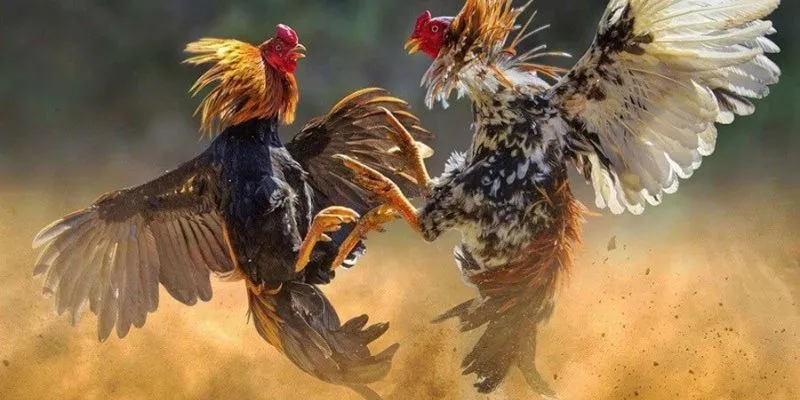 Đá gà cựa sắt live tại 789Bet – Cảm giác kịch tính từng phút 4 Khám phá mẹo cược hiệu quả trong đá gà cựa sắt