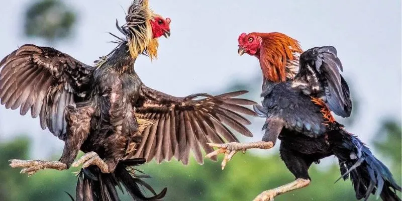 Tìm hiểu về cá cược đá gà cựa sắt