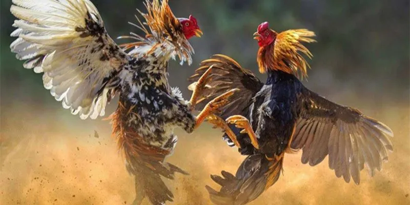 Khám phá quy định trong cá cược đá gà cựa sắt