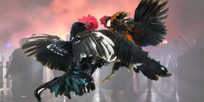 Tổng hợp mẹo chơi đá gà cựa sắt thắng chắc