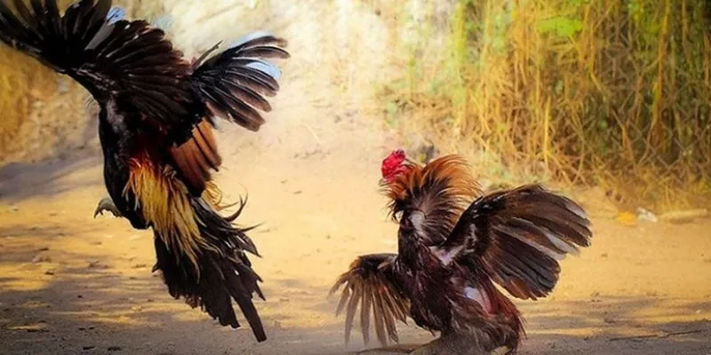 Trực tiếp đá gà Thomo - Xem đá gà, thắng cược dễ dàng tại 789Bet 2 Tổng quan về cá cược trực tiếp đá gà thomo