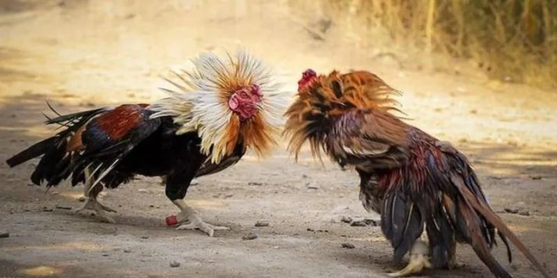 Trực tiếp đá gà Thomo - Xem đá gà, thắng cược dễ dàng tại 789Bet 3 Tìm hiểu luật chơi khi cá cược đá gà Thomo