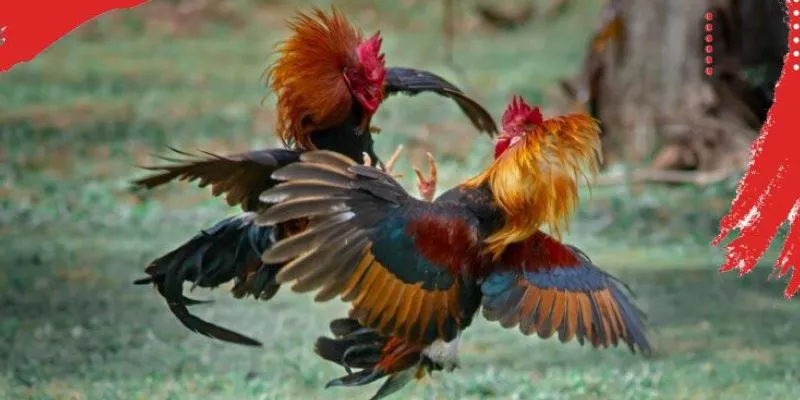 Trực tiếp đá gà Thomo - Xem đá gà, thắng cược dễ dàng tại 789Bet 4 Khám phá mẹo để nhận biết gà chọi chất lượng