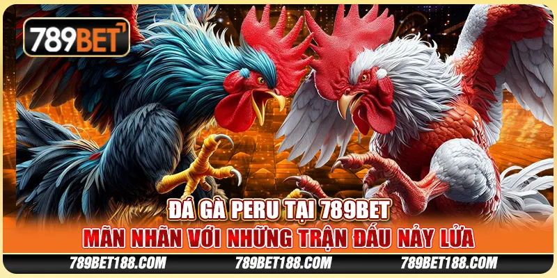 Đá gà Peru tại 789Bet - Mãn nhãn với những trận đấu nảy lửa 4 Đá gà Peru tại 789Bet - Mãn nhãn với những trận đấu nảy lửa