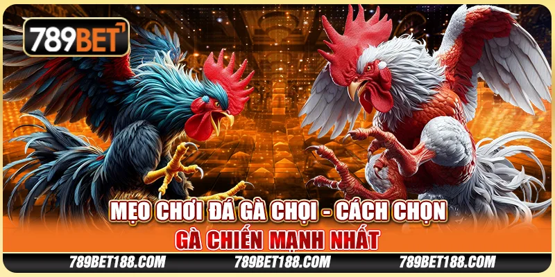 Mẹo chơi đá gà chọi - Cách chọn gà chiến mạnh nhất 1 Mẹo chơi đá gà chọi - Cách chọn gà chiến mạnh nhất