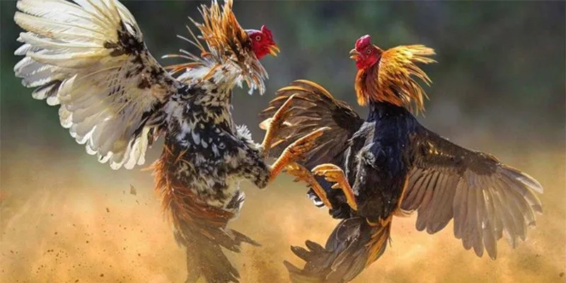 Đá gà Peru tại 789Bet - Mãn nhãn với những trận đấu nảy lửa 2 Khám phá các loại cược trong đá gà Peru