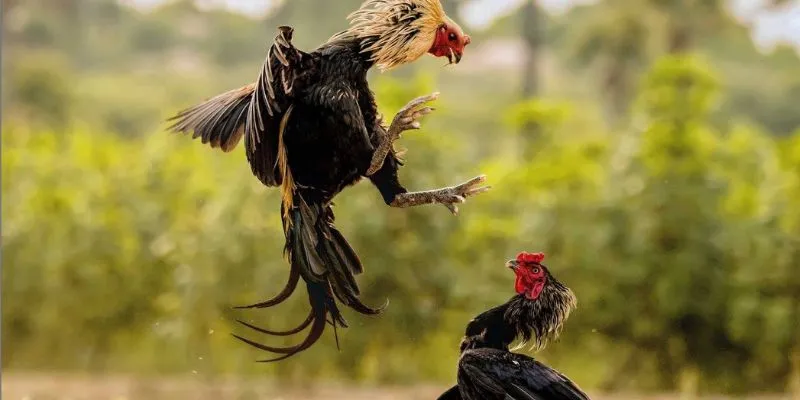 Đá gà Peru tại 789Bet - Mãn nhãn với những trận đấu nảy lửa 3 Khám phá luật chơi cá cược đá gà Peru