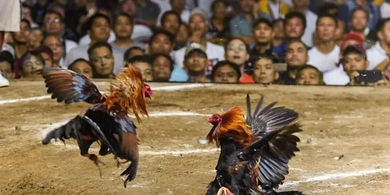 3 yếu tố quan trọng cần nhớ khi chơi đá gà tre