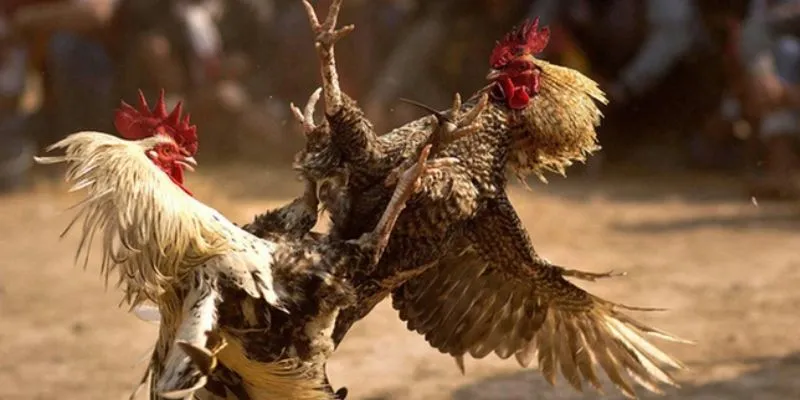 Cá cược đá gà trực tiếp C1 tại 789Bet – Sự lựa chọn hoàn hảo 4 Tính công bằng và minh bạch trong cá cược đá gà C1